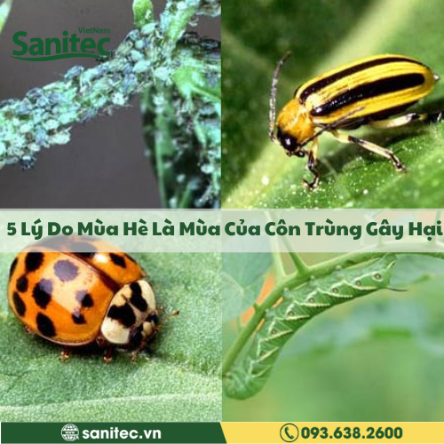 5 Lý Do Mùa Hè Là Mùa Của Côn Trùng Gây Hại
